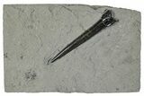 Fossil Belemnite (Acrocoelites) - Germany #266521-1